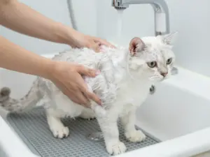 Read more about the article Grooming Tips To Keep Your Pretty White Cat Looking Pristine