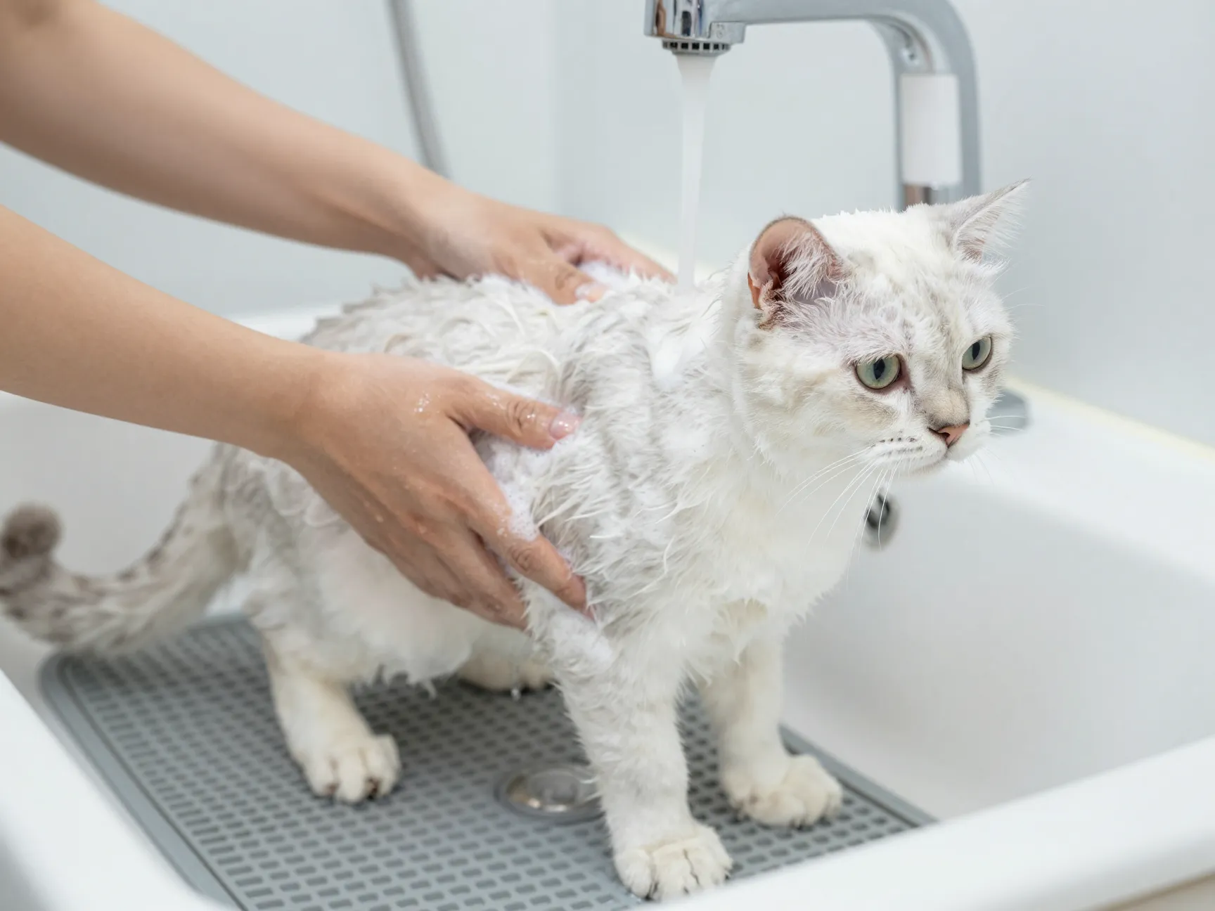 Read more about the article Grooming Tips To Keep Your Pretty White Cat Looking Pristine