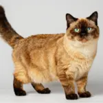 Golden British Longhair Cat Breeds With Luxurious, Sun-Kissed Coats