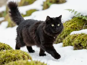 Read more about the article Majestic Facts About The Black Norwegian Forest Cat Breed