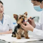 Essential Tips For Finding & Raising Yorkshire Terrier Puppies