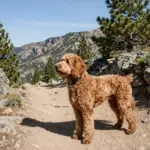 Perfect Golden Doodle Dog Names For Your New Furry Friend