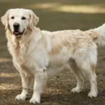 Golden Retriever Colors Chart: A Visual Guide To Coat Shades