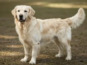 Read more about the article Golden Retriever Colors Chart: A Visual Guide To Coat Shades