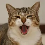 Funny Cat Pfp Ideas That Will Make Your Discord Server Laugh