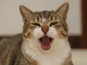 Read more about the article Funny Cat Pfp Ideas That Will Make Your Discord Server Laugh