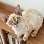 Funny Looking Cats That Are Absolutely Hilarious to See
