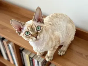 Read more about the article Funny Looking Cats That Are Absolutely Hilarious to See