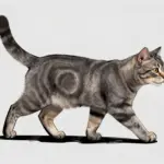 Jayfeather Warrior Cats Fanart Poses To Draw Your Favorite Character