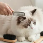 Essential Tips For Caring For Your New Ragdoll Cat Kitten