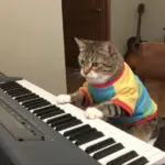 Cats Memes That Are the Peak of Funny Humor Online