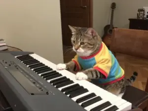 Read more about the article Cats Memes That Are the Peak of Funny Humor Online