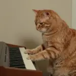 Iconic Cat Meme Faces And The Stories Behind Them
