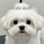 Maltese Dogs Haircuts That Create The Perfect Teddy Bear Look