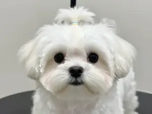 Read more about the article Maltese Dogs Haircuts That Create The Perfect Teddy Bear Look