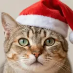 Christmas Cat Aesthetic Pfp Ideas For A Festive Profile