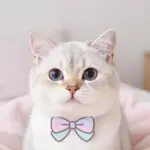 Funny And Cute Cat PFP Ideas For An Aesthetic Profile