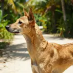 Rare & Unique Dog Breeds You Probably Haven’t Met Before