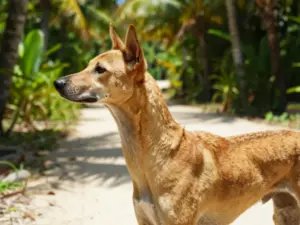 Read more about the article Rare & Unique Dog Breeds You Probably Haven’t Met Before