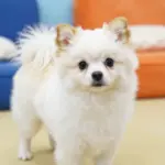 Very Cute Dog Breeds That Will Melt Your Heart Instantly