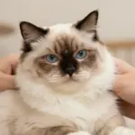Fluffy Cat Breeds For The Ultimate Snuggle Buddy