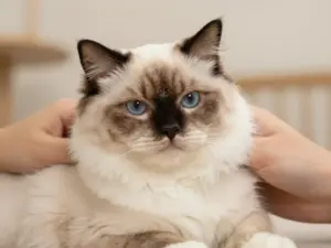 Read more about the article Fluffy Cat Breeds For The Ultimate Snuggle Buddy