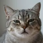 Cat Reaction Pictures That Are Perfect For Drawing Your Own Memes