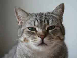 Read more about the article Cat Reaction Pictures That Are Perfect For Drawing Your Own Memes