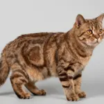 Chocolate British Shorthair Cats That Are As Sweet As They Look