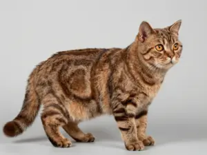 Read more about the article Chocolate British Shorthair Cats That Are As Sweet As They Look