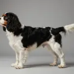 Beautiful Cavalier King Charles Spaniel Tricolor Photos & Facts