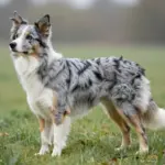 Striking Examples Of The Border Collie Blue Merle Tricolor Coat