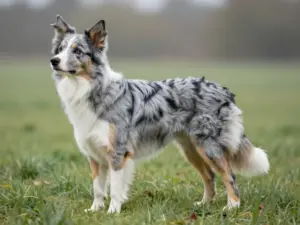 Read more about the article Striking Examples Of The Border Collie Blue Merle Tricolor Coat