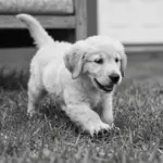 Stunning Black And White Golden Retriever Photographs For Your Home