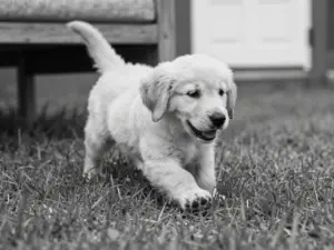 Read more about the article Stunning Black And White Golden Retriever Photographs For Your Home