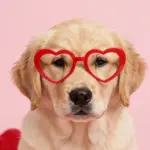 Adorable Photos Of A Golden Retriever Puppy Wearing Glasses