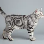 Silver Tabby Cat Aesthetic Markings That Are Simply Magical