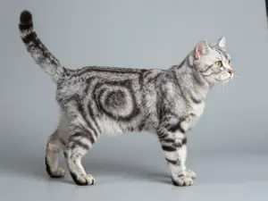 Read more about the article Silver Tabby Cat Aesthetic Markings That Are Simply Magical