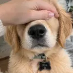 Irresistibly Cute Golden Retriever Videos That Will Make You Smile