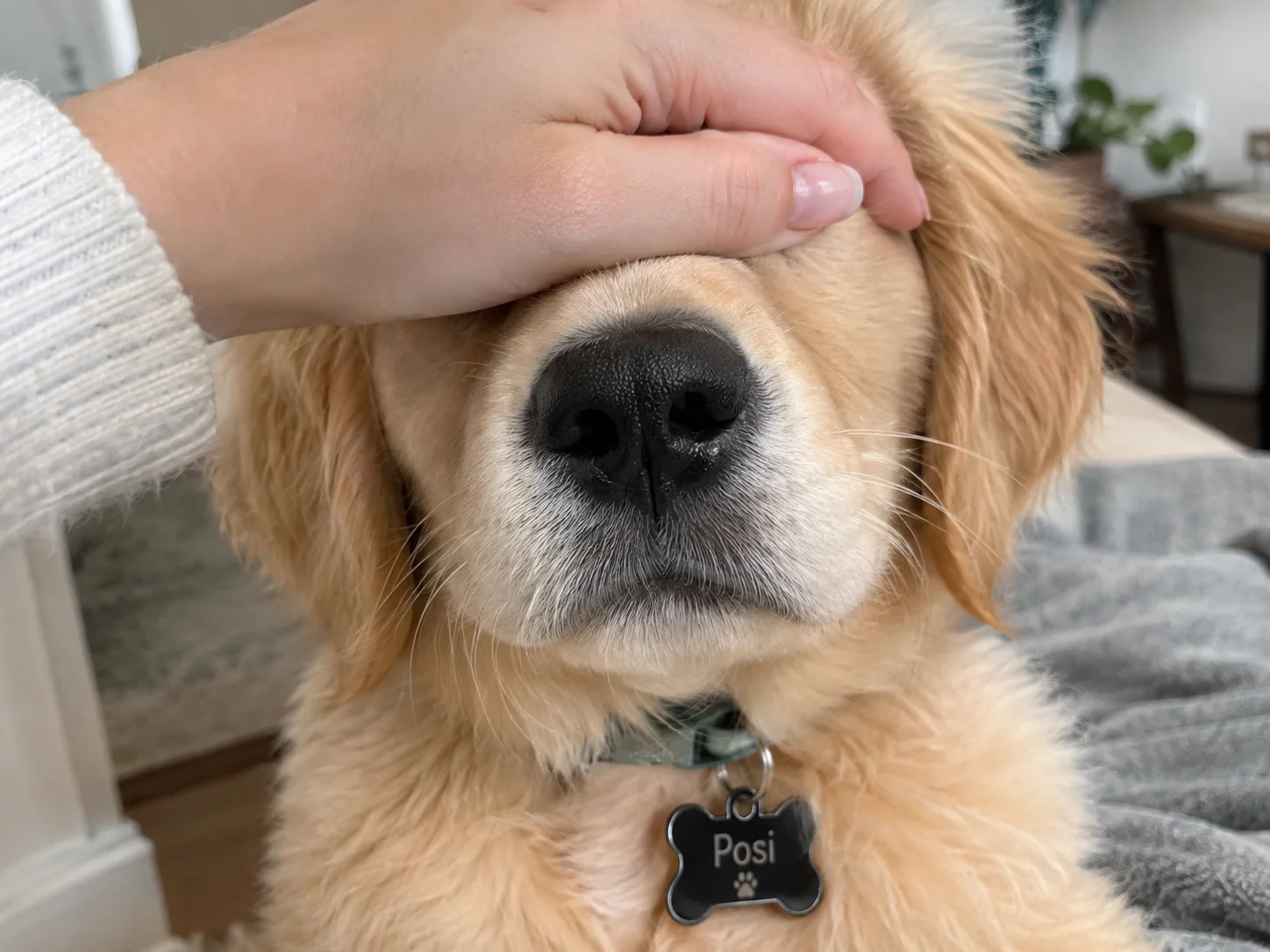 Read more about the article Irresistibly Cute Golden Retriever Videos That Will Make You Smile