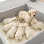 Things To Know Before Adopting A Rare White Golden Retriever Puppy