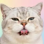 Goofy Cat Pfps To Showcase Your Playful And Funny Personality