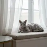 Stunning Ways To Capture The Russian Blue Cat Aesthetic In Your Home