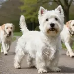 Westie Dog (West Highland Terrier) Facts That Prove Their Big Personality