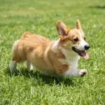 Cute And Funny Animals That Will Instantly Lift Your Spirits