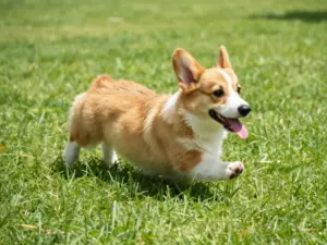 Read more about the article Cute And Funny Animals That Will Instantly Lift Your Spirits
