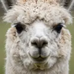 Funny Animal Images To Save For Emergency Comic Relief