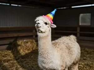 Read more about the article Happy Birthday Animals For The Funniest Greetings Ever