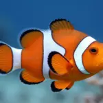 Sea Animal Drawings To Bring Your Underwater Scenes To Life