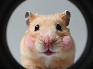 Read more about the article Silly Animal Pfp Options To Declare Your Inner Goofball